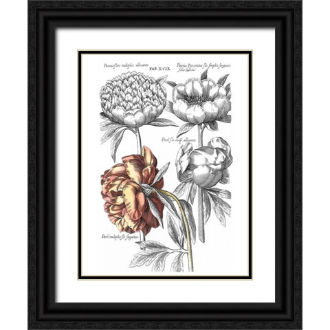 Tinted Floral I Black Ornate Wood Framed Art Print with Double Matting by Besler, Basilius