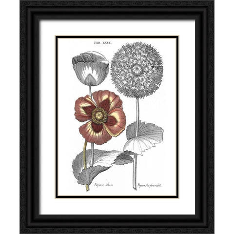 Tinted Floral II Black Ornate Wood Framed Art Print with Double Matting by Besler, Basilius