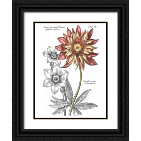 Tinted Floral III Black Ornate Wood Framed Art Print with Double Matting by Besler, Basilius