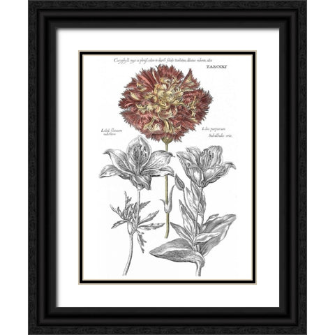 Tinted Floral IV Black Ornate Wood Framed Art Print with Double Matting by Besler, Basilius