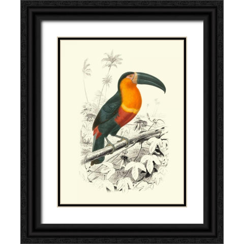 Birds of Costa Rica I Black Ornate Wood Framed Art Print with Double Matting by DOrbigny, M.Charles