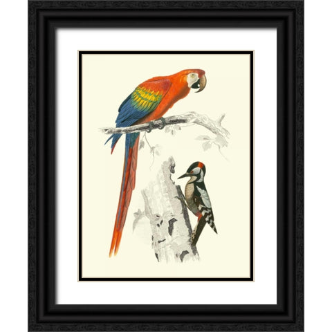 Birds of Costa Rica III Black Ornate Wood Framed Art Print with Double Matting by DOrbigny, M.Charles