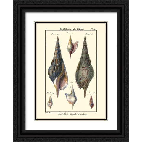Sea Shells III Black Ornate Wood Framed Art Print with Double Matting by Diderot, Denis