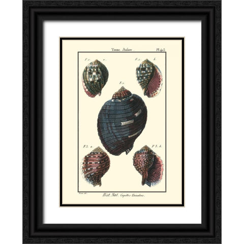 Sea Shells VII Black Ornate Wood Framed Art Print with Double Matting by Diderot, Denis