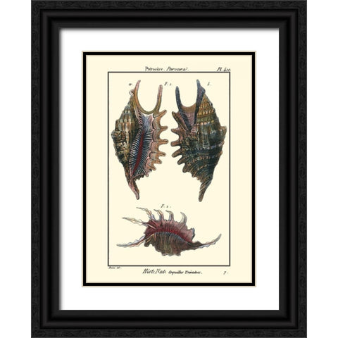 Sea Shells VIII Black Ornate Wood Framed Art Print with Double Matting by Diderot, Denis
