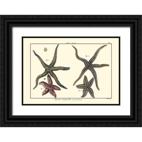 Sea Shells IX Black Ornate Wood Framed Art Print with Double Matting by Diderot, Denis