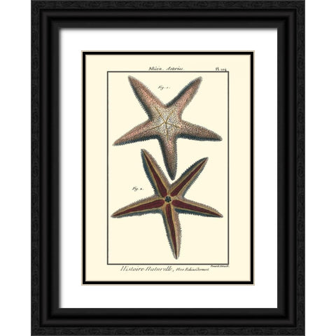 Sea Shells XI Black Ornate Wood Framed Art Print with Double Matting by Diderot, Denis