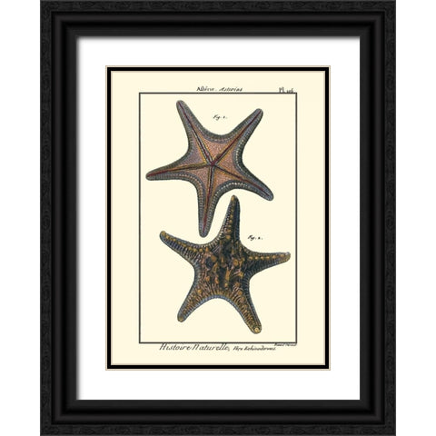 Sea Shells XII Black Ornate Wood Framed Art Print with Double Matting by Diderot, Denis