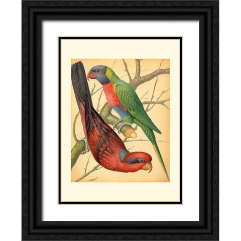 Cassells Parrots IV Black Ornate Wood Framed Art Print with Double Matting by Cassell