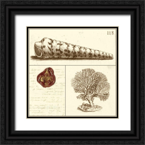Shell Classification I Black Ornate Wood Framed Art Print with Double Matting by Vision Studio