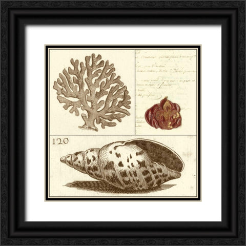 Shell Classification III Black Ornate Wood Framed Art Print with Double Matting by Vision Studio