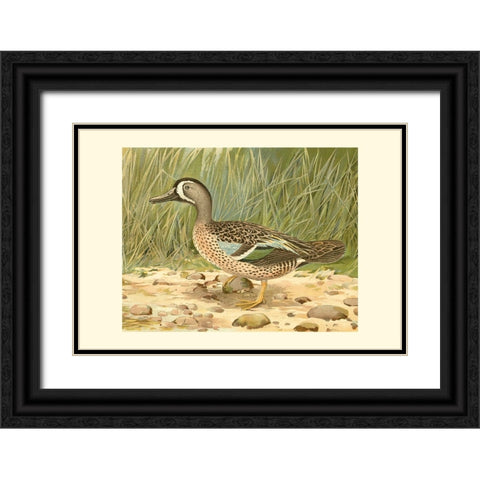 Blue-wing Teal Black Ornate Wood Framed Art Print with Double Matting by Ridgeway