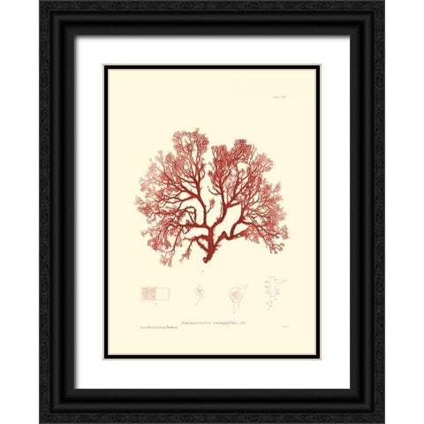 Nature Print in Coral II Black Ornate Wood Framed Art Print with Double Matting by Vision Studio