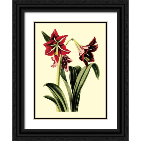 Royal Botanical Study I Black Ornate Wood Framed Art Print with Double Matting by Cotton, B