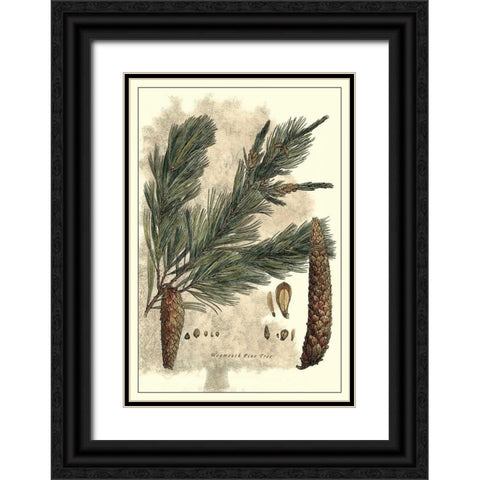 Antique Weymouth Pine Tree Black Ornate Wood Framed Art Print with Double Matting by Miller, John