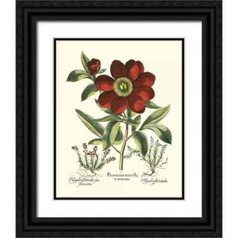 Red Besler Peonie I Black Ornate Wood Framed Art Print with Double Matting by Besler, Basilius
