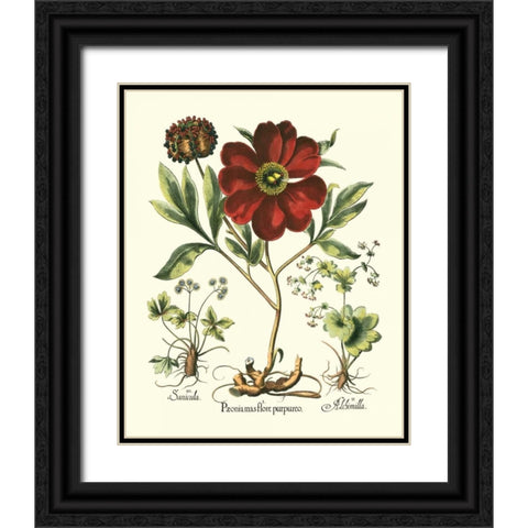 Red Besler Peonie II Black Ornate Wood Framed Art Print with Double Matting by Besler, Basilius