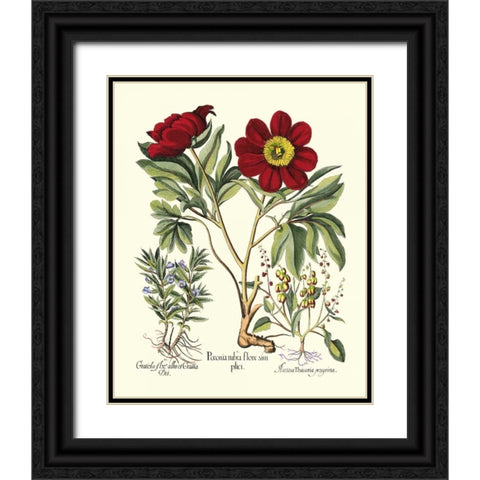 Red Besler Peonie IV Black Ornate Wood Framed Art Print with Double Matting by Besler, Basilius