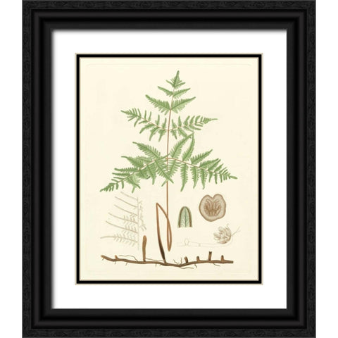 Eaton Ferns III Black Ornate Wood Framed Art Print with Double Matting by Eaton