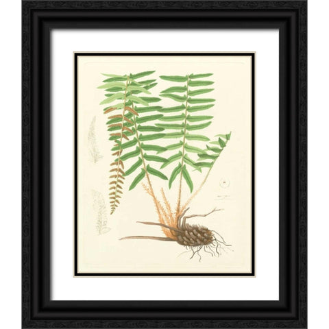 Eaton Ferns IV Black Ornate Wood Framed Art Print with Double Matting by Eaton