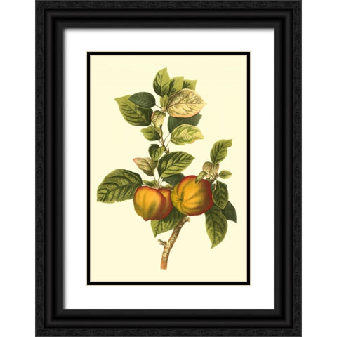 Bessa Apple Black Ornate Wood Framed Art Print with Double Matting by Bessa