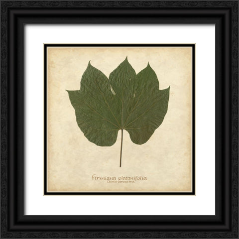 Chinese Parasol Tree Black Ornate Wood Framed Art Print with Double Matting by Davis, Becky
