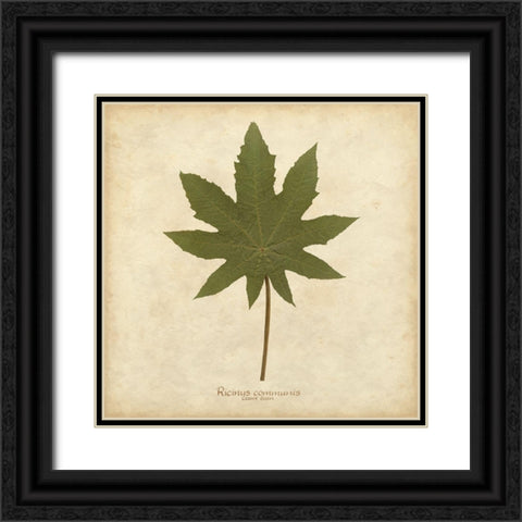 Castor Bean Black Ornate Wood Framed Art Print with Double Matting by Davis, Becky
