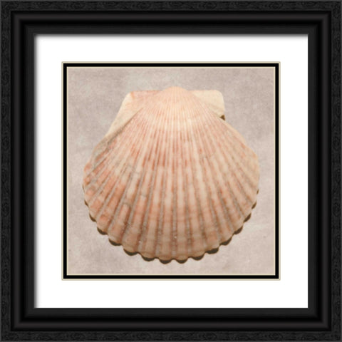 Weathered Shell Sampler Black Ornate Wood Framed Art Print with Double Matting by Stramel, Renee W.