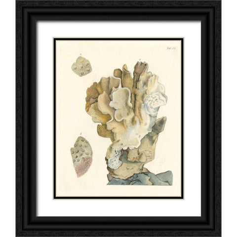 Antique Coral IV Black Ornate Wood Framed Art Print with Double Matting by Vision Studio