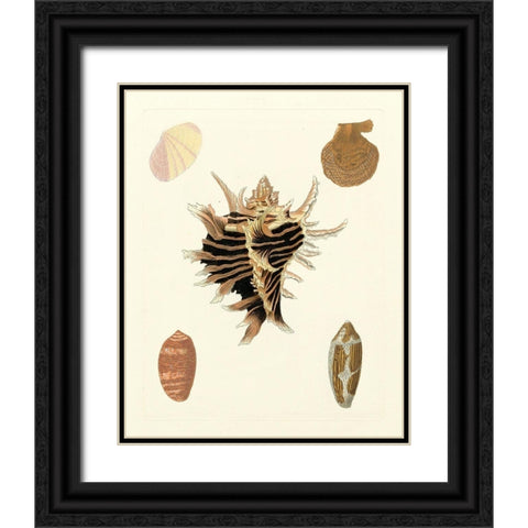 Knorr Shells II Black Ornate Wood Framed Art Print with Double Matting by Knorr