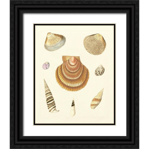 Knorr Shells V Black Ornate Wood Framed Art Print with Double Matting by Knorr