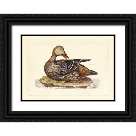 Selby Duck IV Black Ornate Wood Framed Art Print with Double Matting by Selby, John
