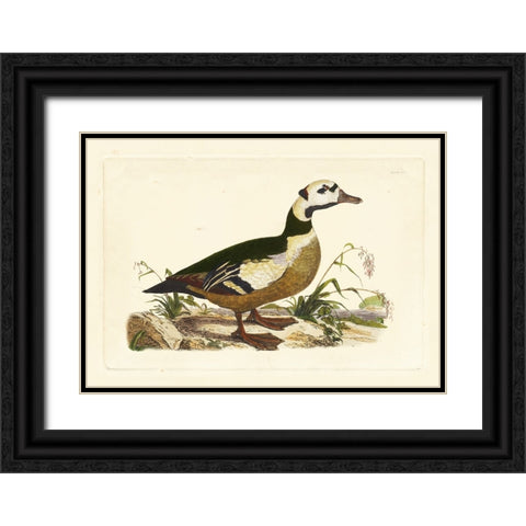 Selby Duck VI Black Ornate Wood Framed Art Print with Double Matting by Selby, John