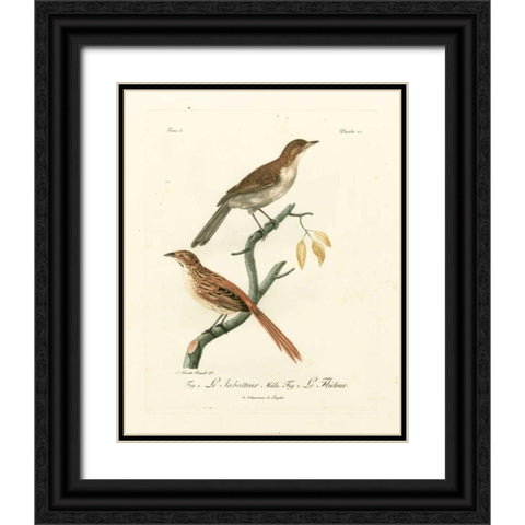 Antique French Birds I Black Ornate Wood Framed Art Print with Double Matting by de Langlois