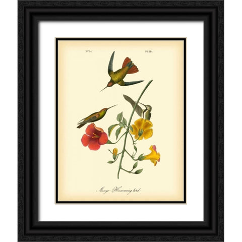 Mango Hummingbird Black Ornate Wood Framed Art Print with Double Matting by Audubon, John James