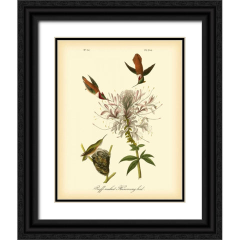 Ruff-neck Hummingbird Black Ornate Wood Framed Art Print with Double Matting by Audubon, John James