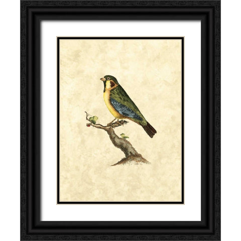 Selby Birds II Black Ornate Wood Framed Art Print with Double Matting by Selby, John