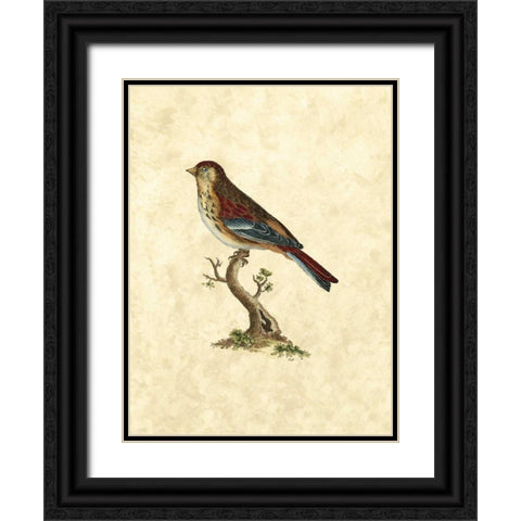 Selby Birds IV Black Ornate Wood Framed Art Print with Double Matting by Selby, John