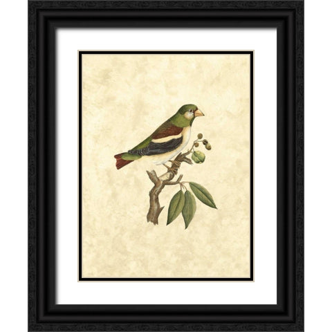 Selby Birds V Black Ornate Wood Framed Art Print with Double Matting by Selby, John