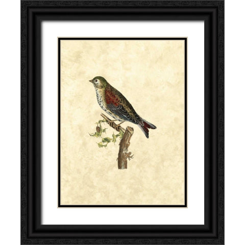 Selby Birds VI Black Ornate Wood Framed Art Print with Double Matting by Selby, John