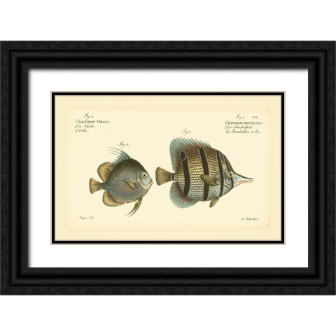 Bloch Antique Fish III Black Ornate Wood Framed Art Print with Double Matting by Bloch