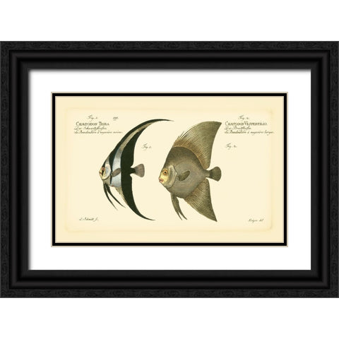 Bloch Antique Fish IV Black Ornate Wood Framed Art Print with Double Matting by Bloch