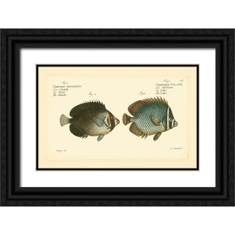 Bloch Antique Fish V Black Ornate Wood Framed Art Print with Double Matting by Bloch