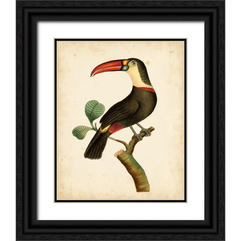Nodder Tropical Bird III Black Ornate Wood Framed Art Print with Double Matting by Nodder, Frederick P.