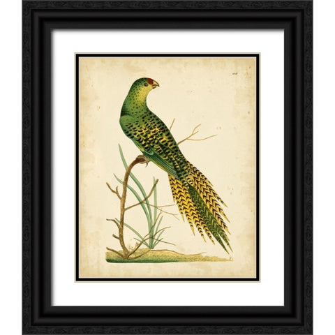 Nodder Tropical Bird IV Black Ornate Wood Framed Art Print with Double Matting by Nodder, Frederick P.