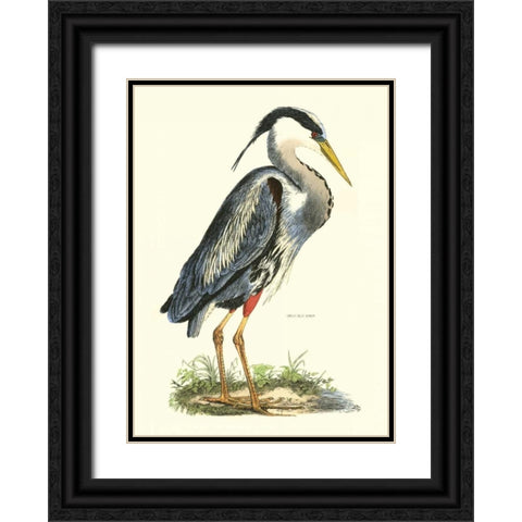Great Blue Heron Black Ornate Wood Framed Art Print with Double Matting by Selby, John
