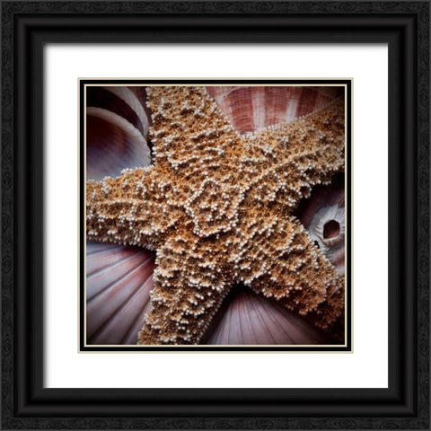 Macro Shells I Black Ornate Wood Framed Art Print with Double Matting by Perry, Rachel