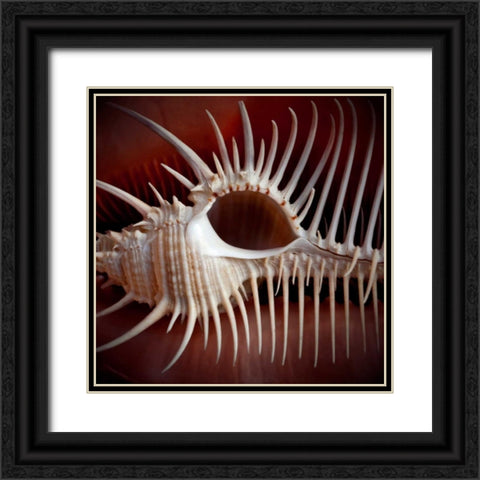 Macro Shells VIII Black Ornate Wood Framed Art Print with Double Matting by Perry, Rachel