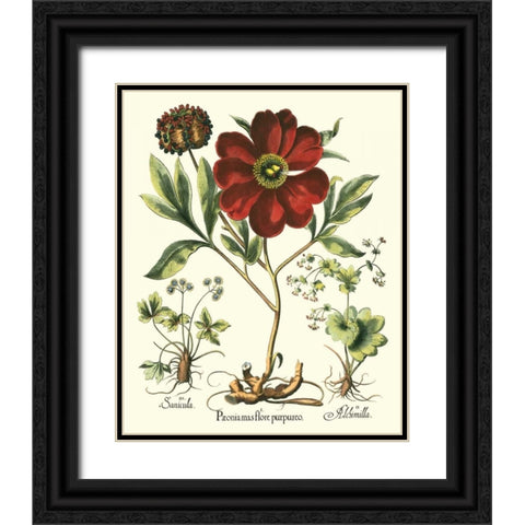 Besler Peonie II Black Ornate Wood Framed Art Print with Double Matting by Besler, Basilius
