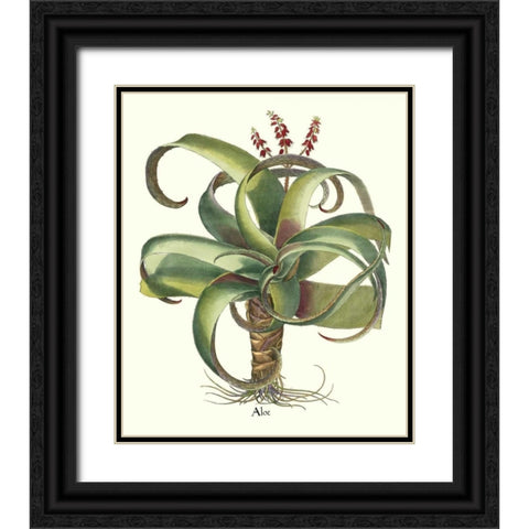 Besler Aloe Black Ornate Wood Framed Art Print with Double Matting by Besler, Basilius
